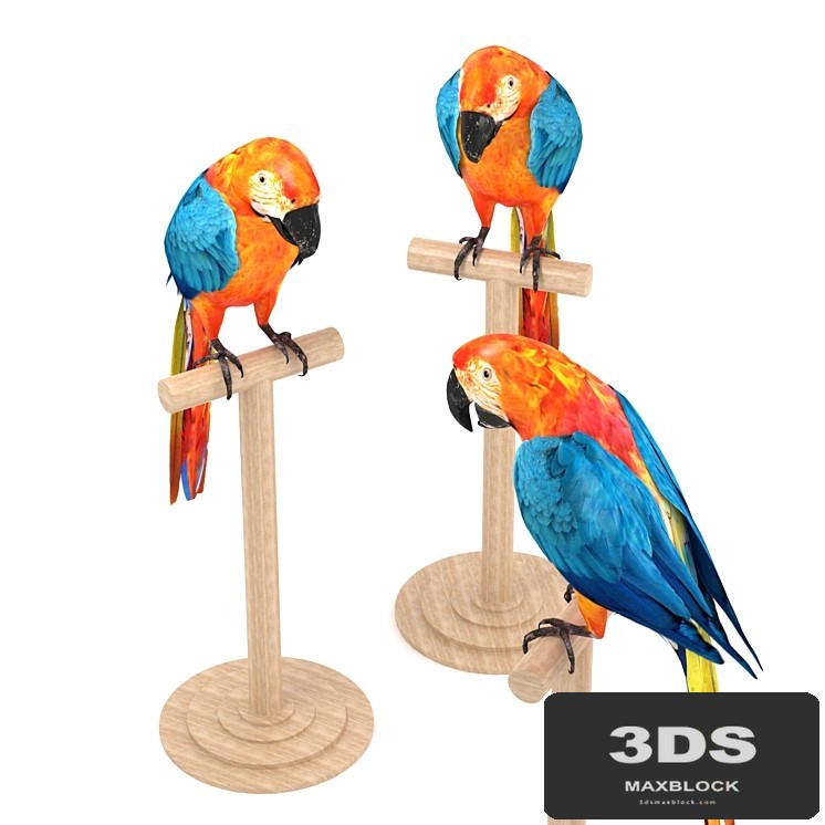 Macaw
