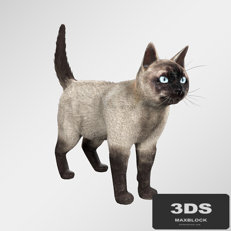 Siamese cat
