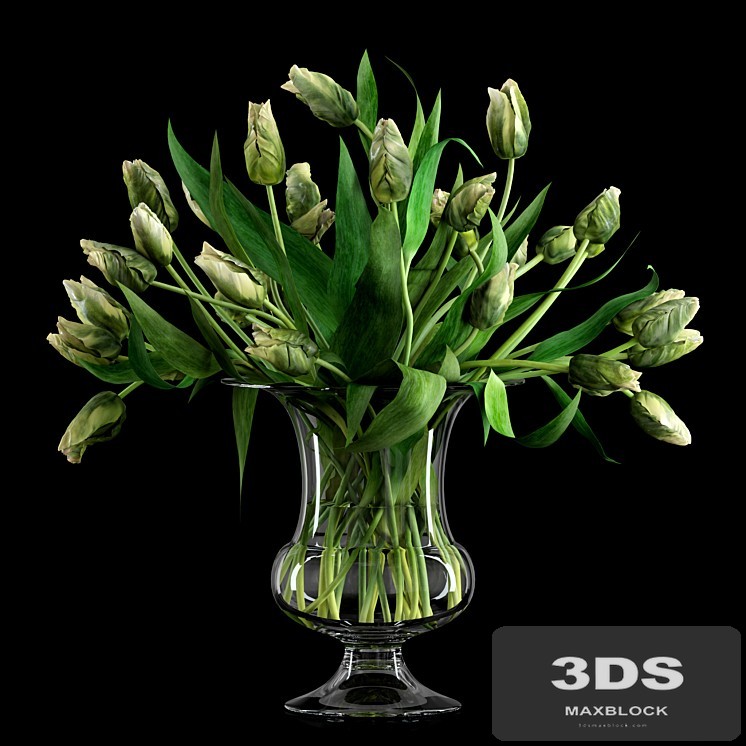 Green Parrot Tulips