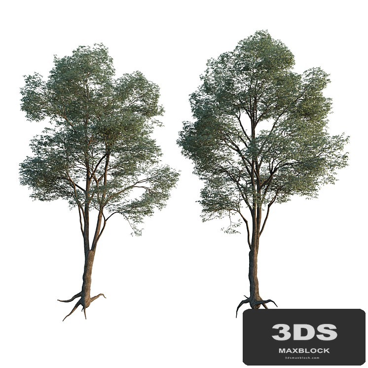 Common Tree model 1