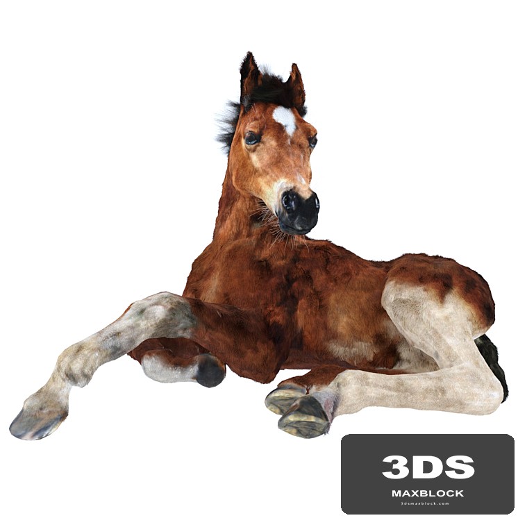 Foal