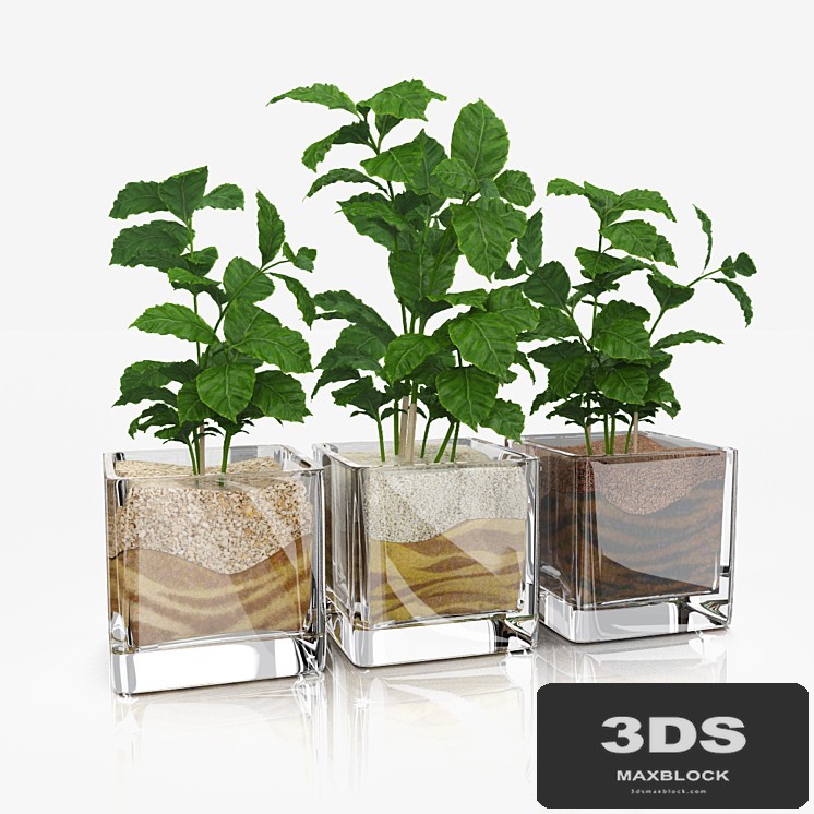 Shoots coffee tree in glass pots