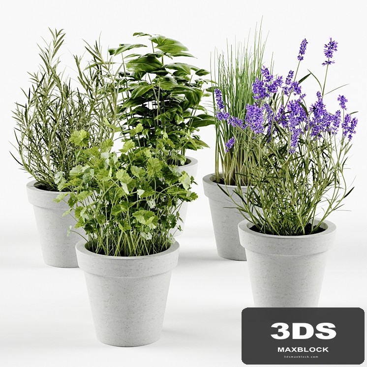 Herbs in concrete pots