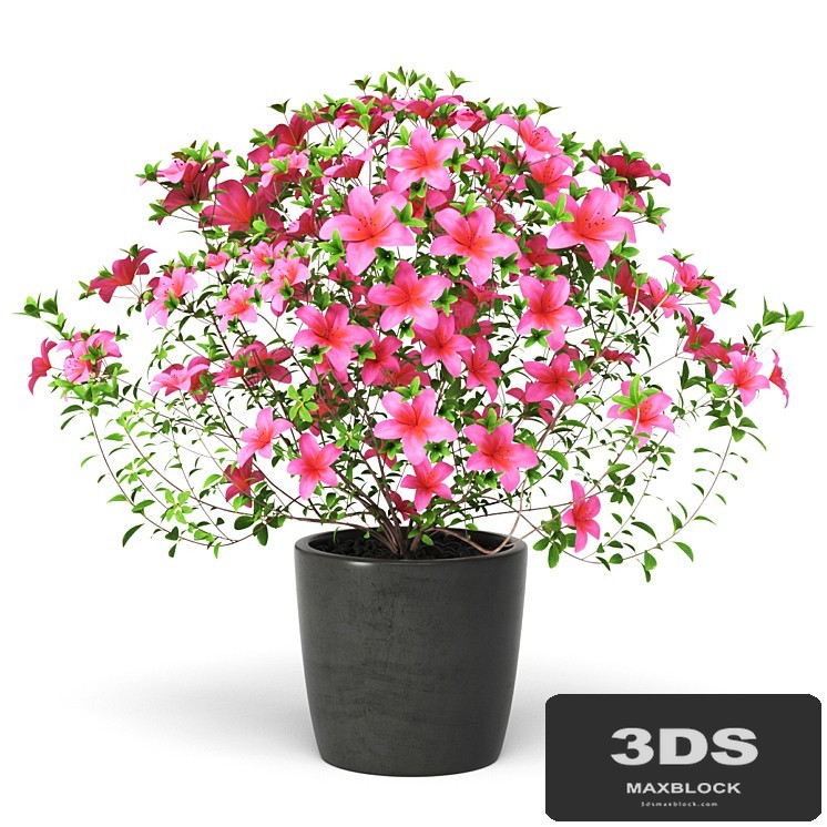 Azalea Plant