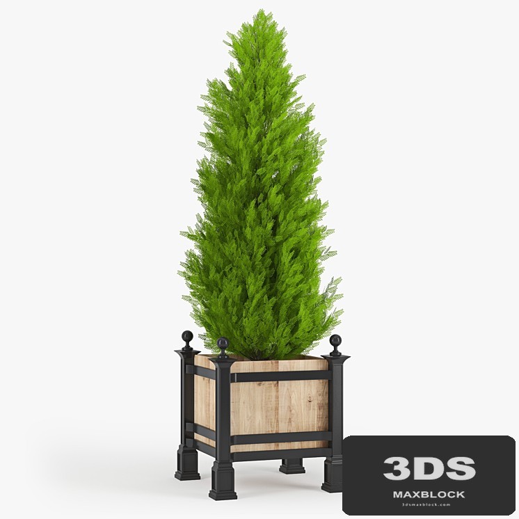 Thuja_3