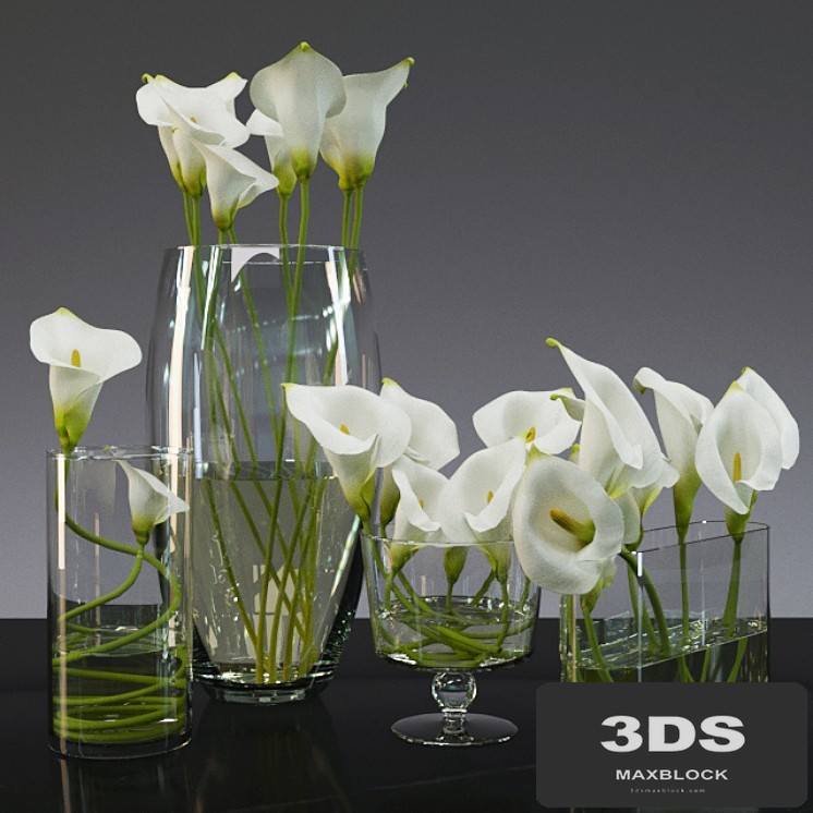 Calla lily