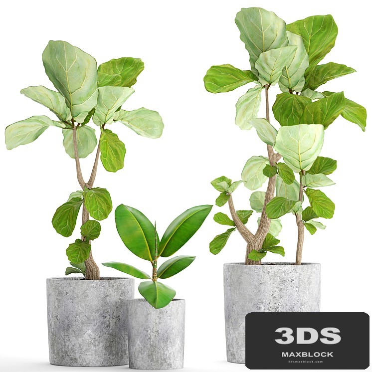 A collection of plants in pots 39. Ficus, Ficus lyrata, pot, concrete, ornamental tree, indoor, interior