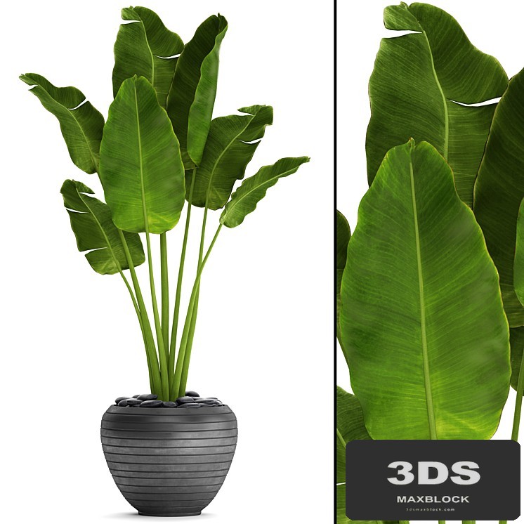Banana palm in the pot 4. flowerpot, decorative, black, loft, decor, room