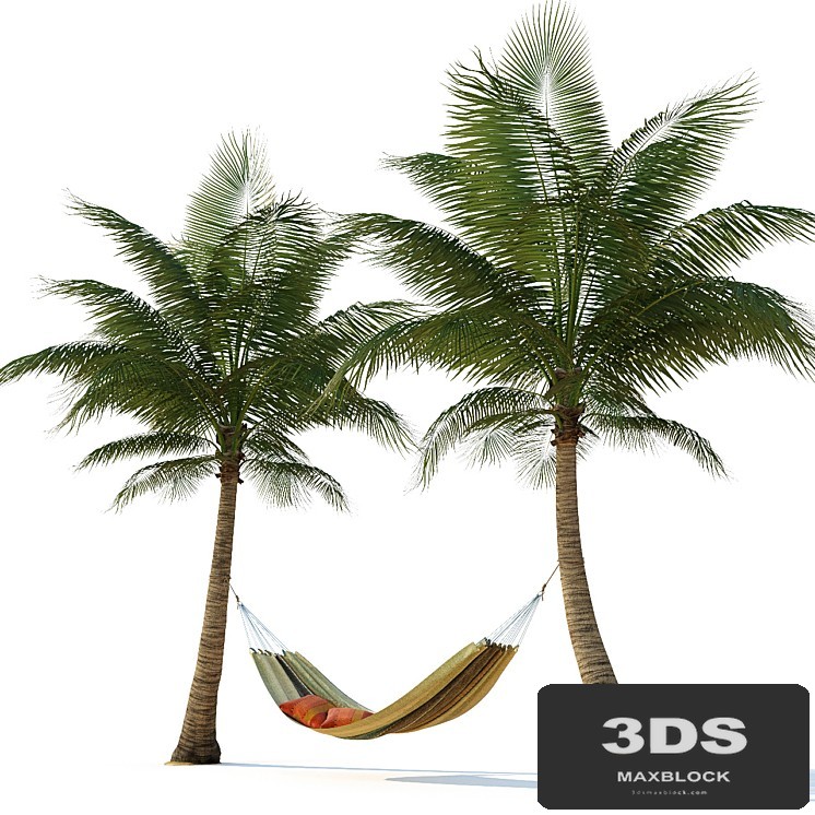 Hammock on palm trees