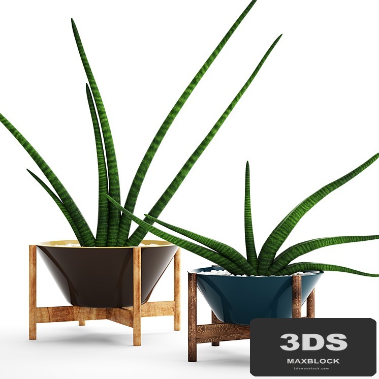 A collection of plants in pots. 64 Sansevieria, pot, flower, flowerpot, decorative