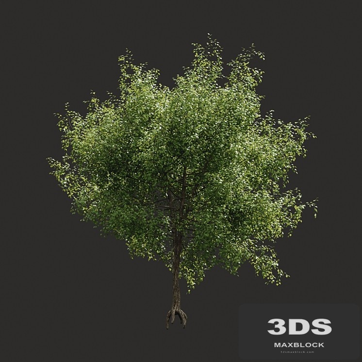 Summer tree # 05