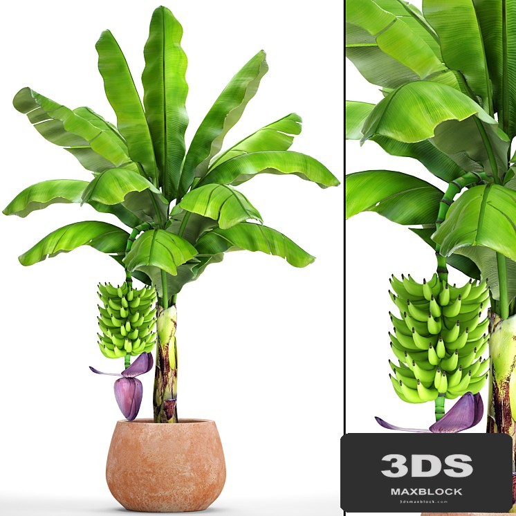 Japanese banana 1. Banana palm with fruits, pot, flowerpot, bush, colorful, decorative, exotic, fruit, flower, clay, clinker