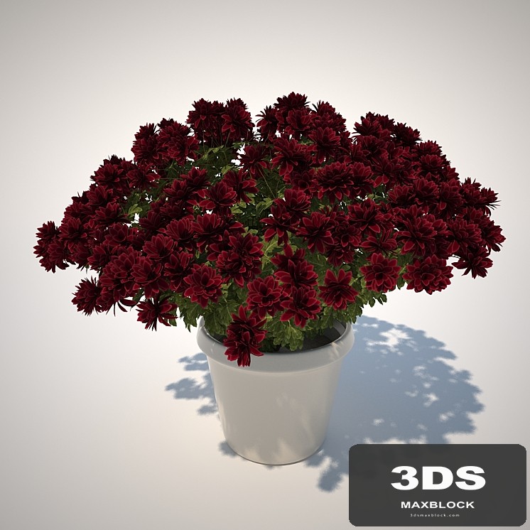 Chrysanthemum