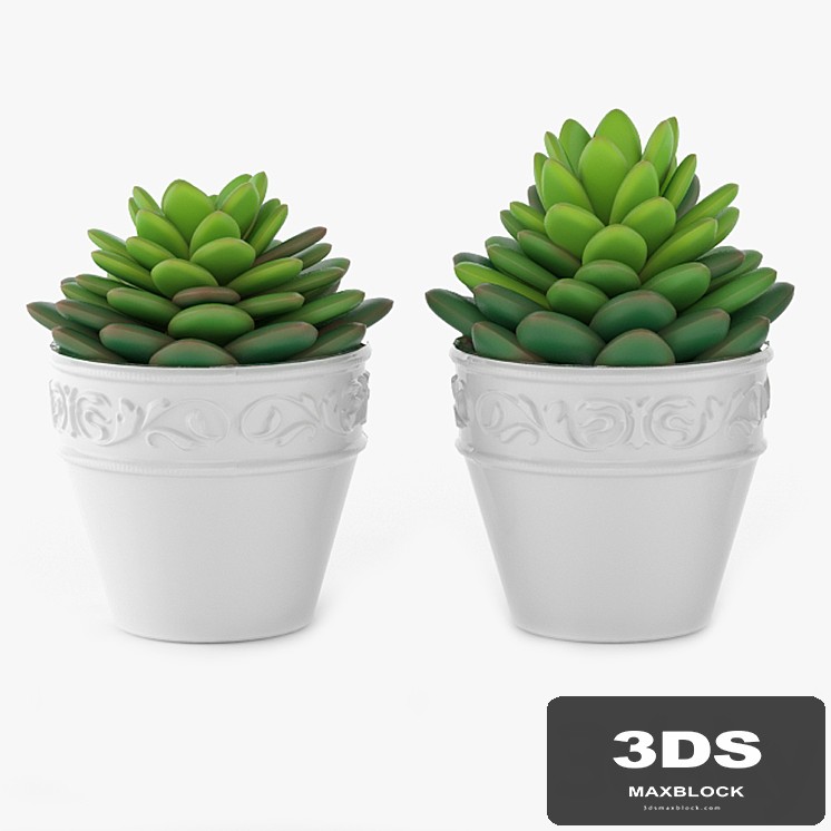Succulents 09