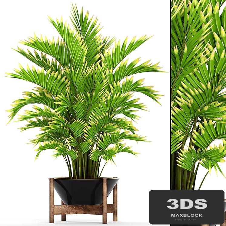 Howea forsteriana 2. ornamental palm, howea, pot, flower