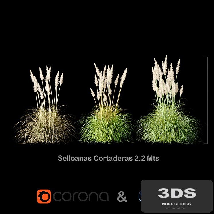 Selloanas Cortaderas Medium