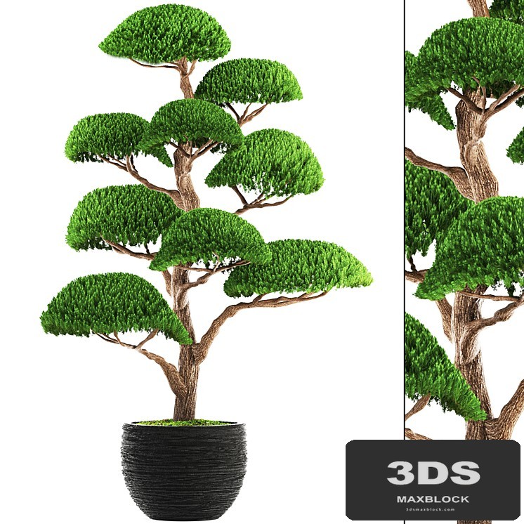 Niwaki 3, cedar, topiary, Niwaki, ornamental tree, landscaping, flowerpot, pot