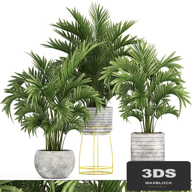 Collection of plants 125. Howea, Decorative palm tree, howea, kentia, pot, concrete flowerpot, indoor