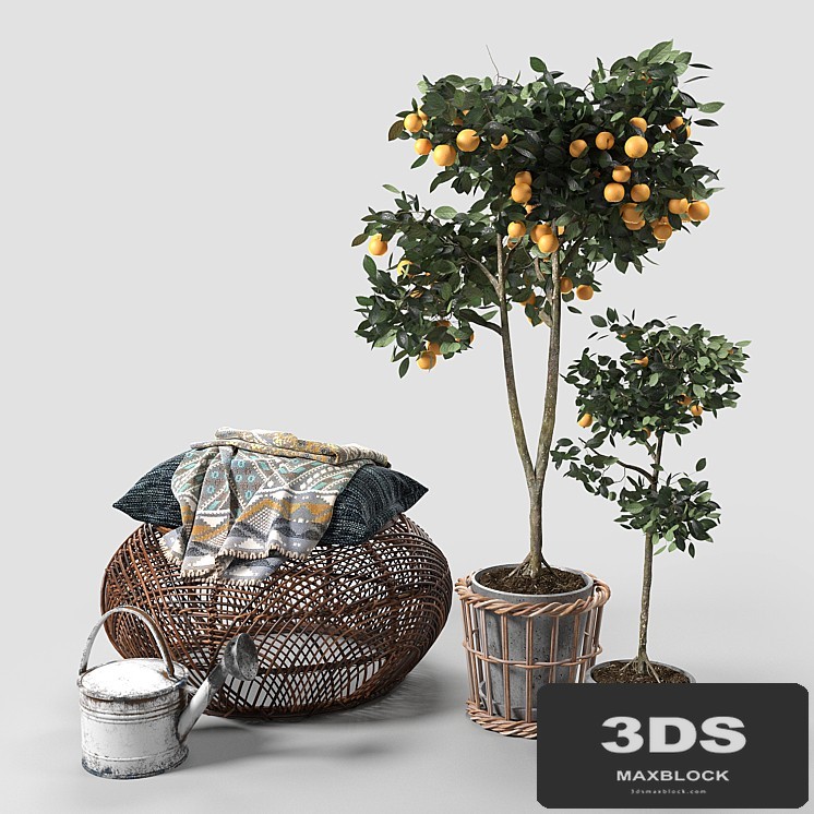 Orange Trees set_03