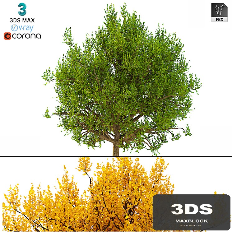 3D Model of the Bush No. 3 (3 seasons)