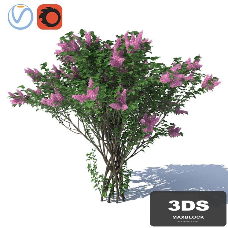 Lilac Lilac H = 3500 mm.
