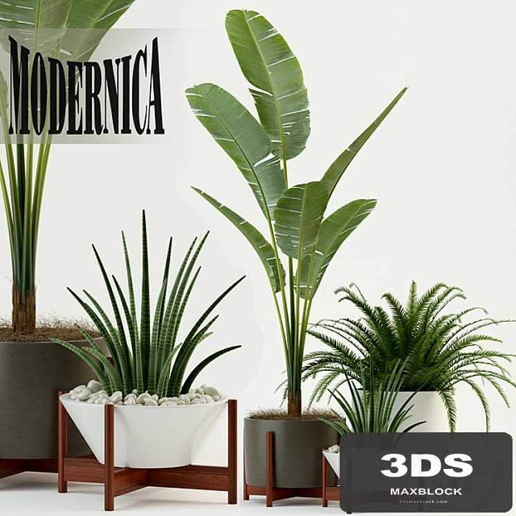 Plants collection 76 Modernica pots