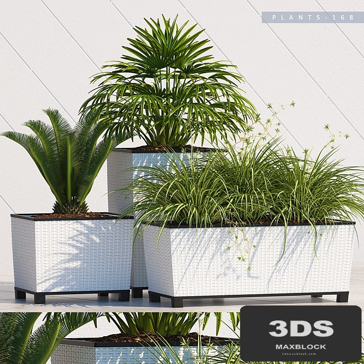 PLANTS 168