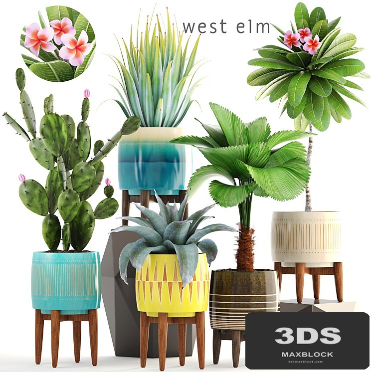Collection of plants 179. frangipani, flower, pot, cactus, prickly pear, agave, likuala, palm tree, bush, flowerpot
