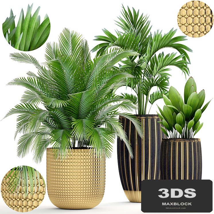 Collection of plants. luxury pot, flowerpot, gold, palm tree, decorative, interior, hovea, areca, luxury decor, landscaping, Howea forsteriana