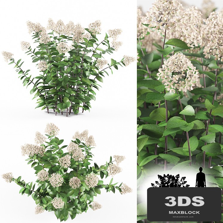 Hortense Hortel | Hydrangea paniculat
