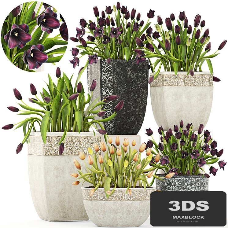 Collection of plants garden tulips 195. Flowers, pot, flowerpot, tulip, flowerbed, landscaping, garden