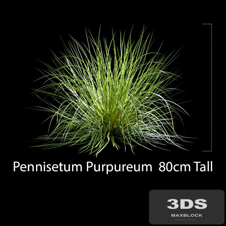 Pennisetum Purpureum