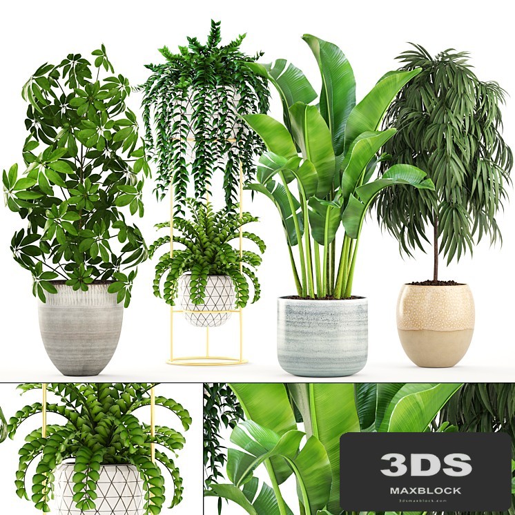 Collection of plants. Banana, bush, Ficus ali, Schefflera, Caladium, indoor, Scandinavian style