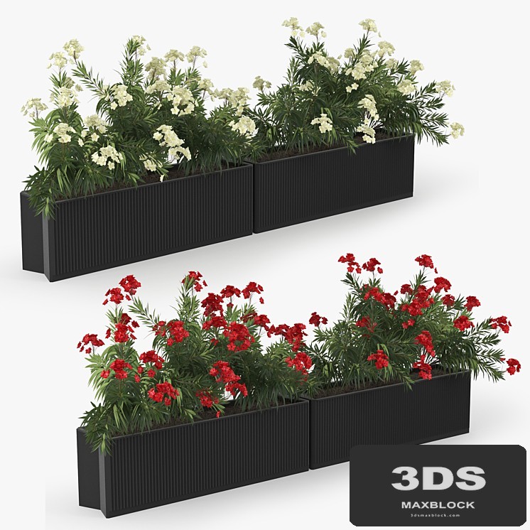 Flowerbed Nerium