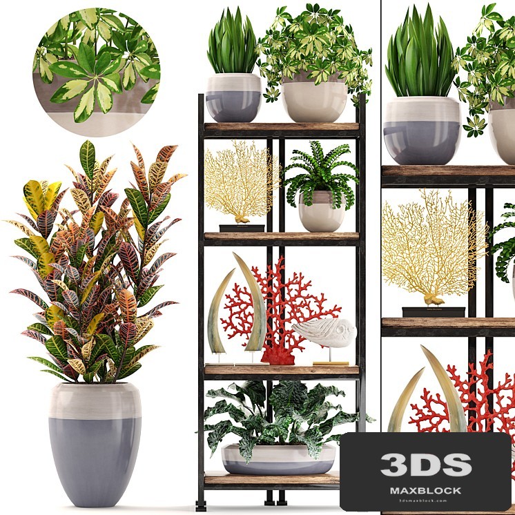 Decorative set. 6th. Rack, croton, flowerpot, shelf with flowers, decor, coral, tusk