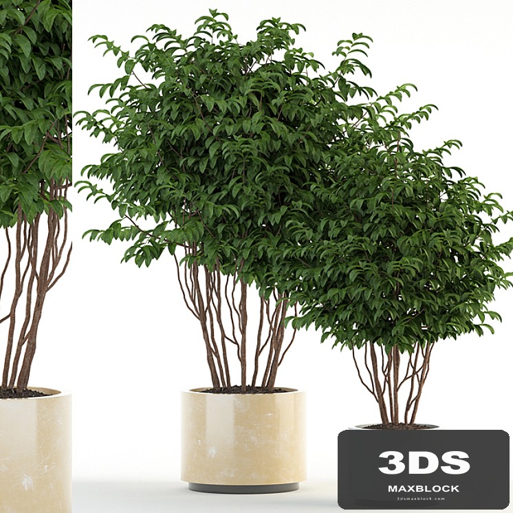 Plants collection 91