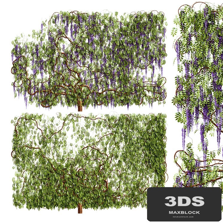 Wisteria, wisteria plant