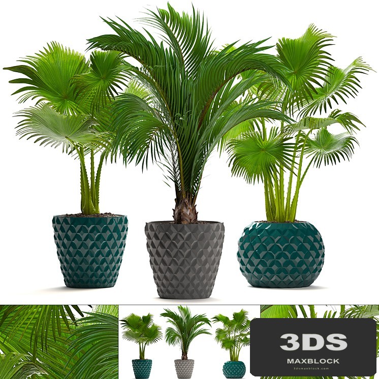 Collection of plants 214. Palm trees. Palm trees, fan, decorative, indoor, pot, flowerpot, concrete