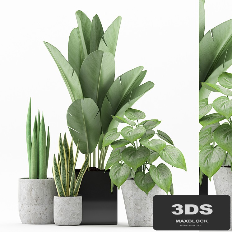 Plant 58
