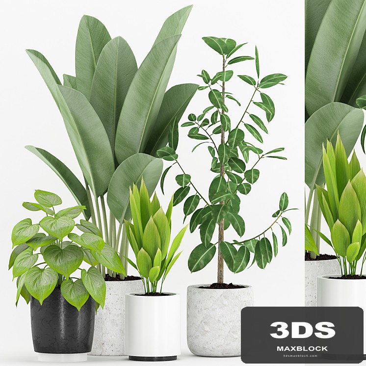 Plant 63