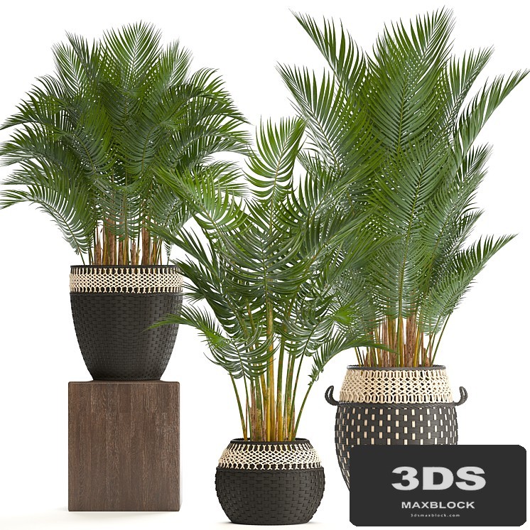 Collection of plants 218. Howea forsteriana, basket, rattan, palm tree, interior palm trees, eco style, design, natural decor, wicker