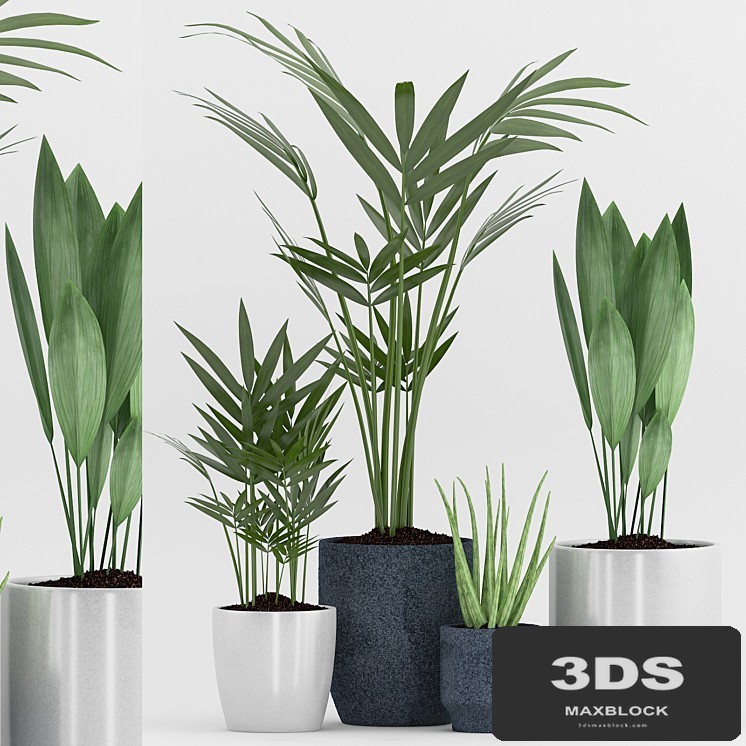 Plant 75
