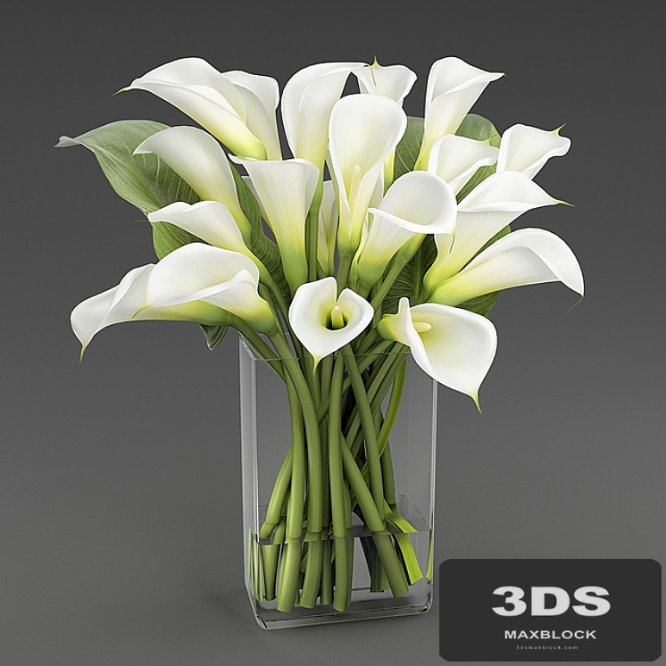 Calla 1