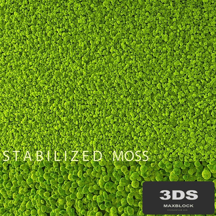 Stabilized Moss