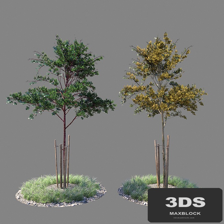 Young tree 01
