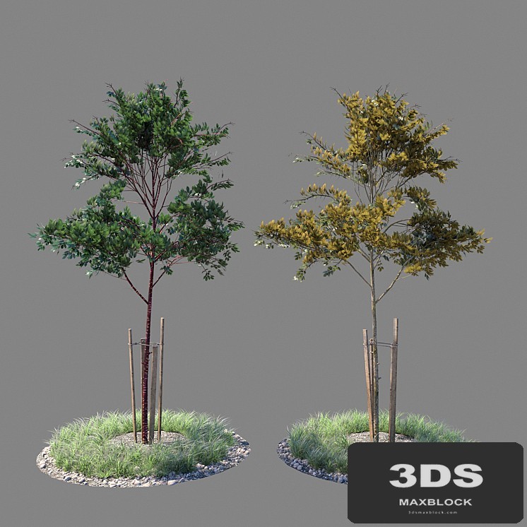 Young tree 02