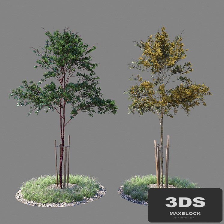 Young tree 03