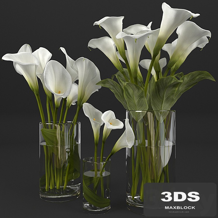 Calla lily