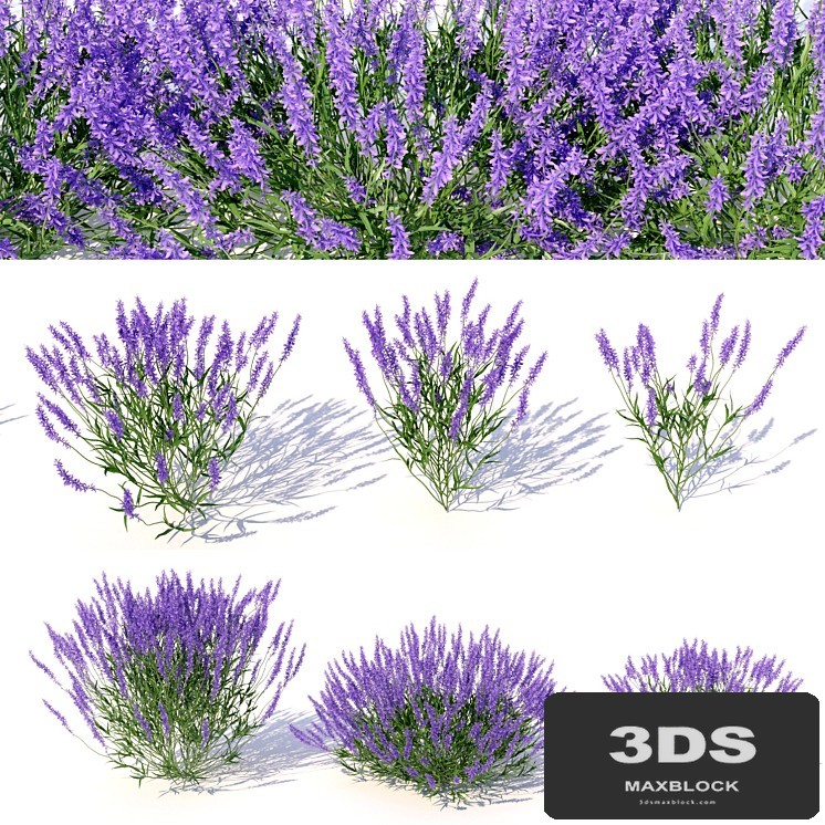 Lavandula