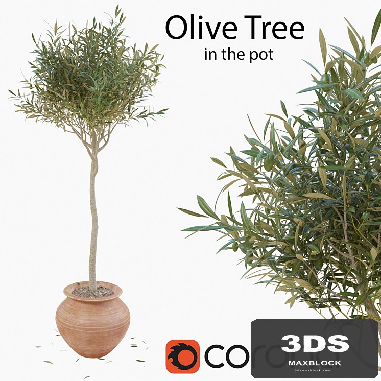 Olive tree in a pot